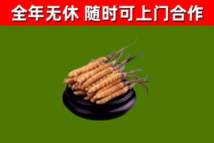 东兴区回收散虫草